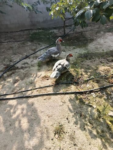 kayuqa ördək: Lavada ordeyleri satılır temiz qadilar — 3