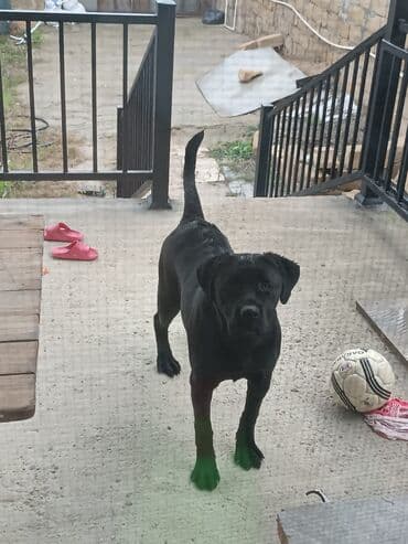 alabay itlerin satisi: Kane-Korso, 6 ay, Dişi, Ödənişli çatdırılma — 4