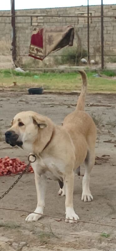 İtlər: Qurdbasar, 3 il, Dişi, Peyvəndli, Ödənişli çatdırılma — 8