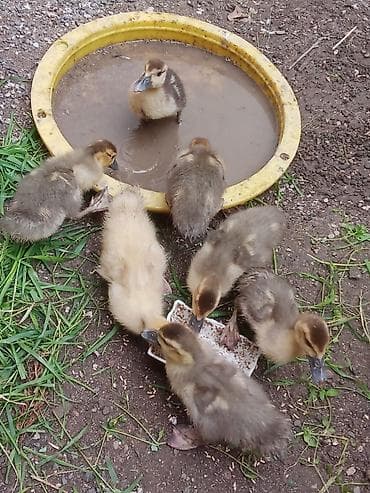 6macar 1lavanda ördəyi balası.25 gunlukdi.Mayalanib .hamisi birlikdə