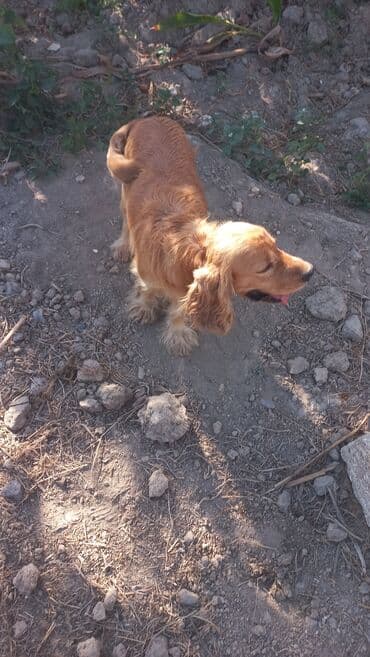 cocker: Koker spaniyel, 2 il, Erkek — 4