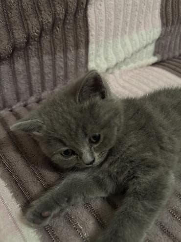 Britan, Dişi, Yaxşı əllərə lalafo.az -da Britan, Dişi, Yaxşı əllərə