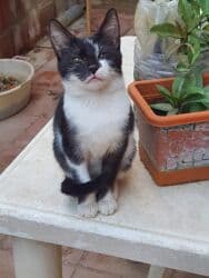 erkek pişik: Erkək, Dişi, Yaxşı əllərə, Ünvandan götürmə — 5