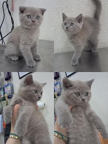 Erkək, Dişi, Yaxşı əllərə, Ünvandan götürmə