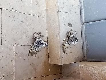 Cüt dekorativ göyərçin - Növ: dekorativ, tüklü ayaqlı (şəkildəki kimi