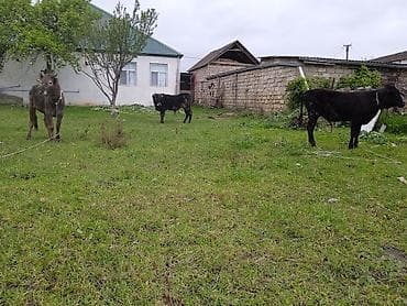 cucelerin satisi: 3 baş bordağa bağlamaqa erkek tecli satis lazm olarsa vatsapda vidyo — 1