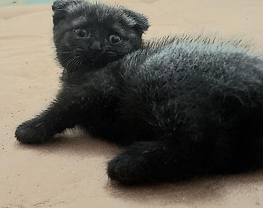 Şotland yastı qulaq