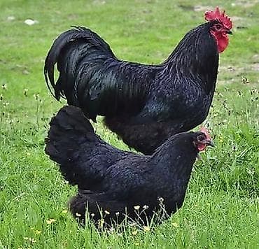 Сельхоз птицы: Курица, Australop, Для яиц, Самовывоз — 1