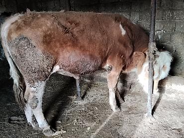 simental inək: Simental tipli dana - Cins: Simental tipli, ətlik istiqamət - Rəng — 8