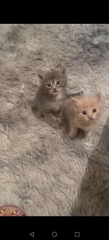 Tabbi, Yaxşı əllərə