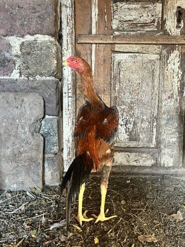 K/t heyvanları və malları: Xoruz, il: <1 — 1