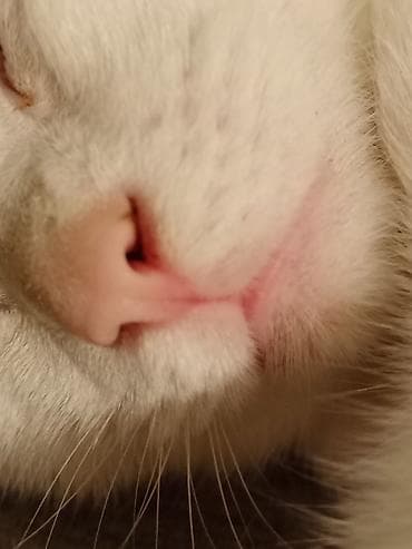 pişik cutleşdirme: Türk anqora, Erkək, Yaxşı əllərə, Ünvandan götürmə — 7