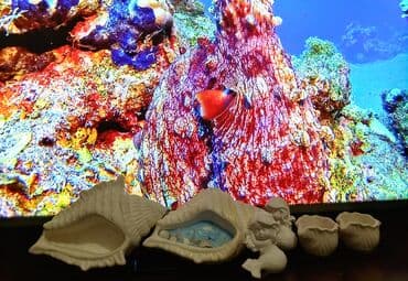 deko: Sifariş öncədən qəbul olunur — 10