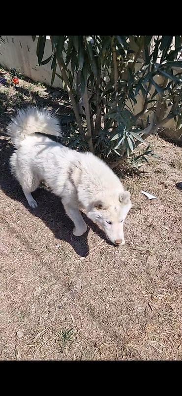 Xaski, 9 ay, Erkek, Peyvəndli, Ünvandan götürmə