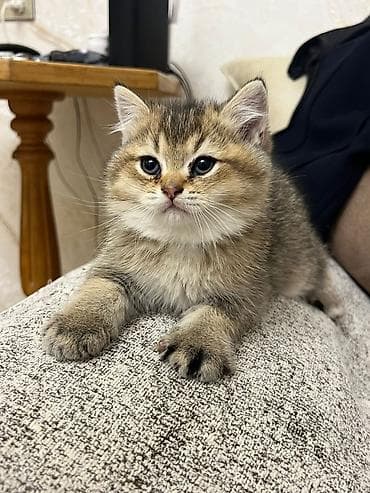 ana bala inək: Britan — 4