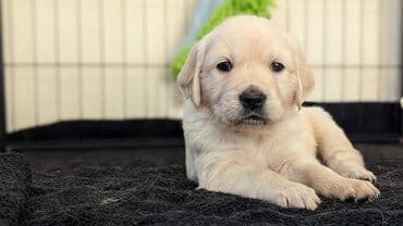 сайт продажи собак: Ретривер, 2 месяца, Самец, С прививками — 2