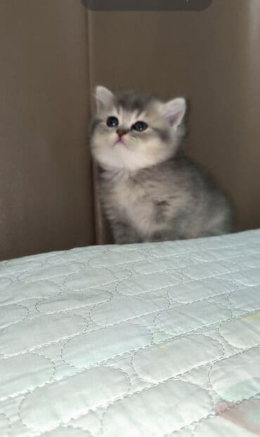 ordək bala: Britan, Erkək — 4