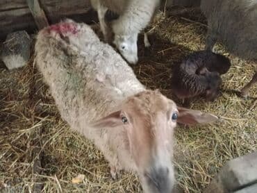 Inəklər, öküzlər: Diqqətlə oxu sonra zəng elə! 4 ədəd qoyun satılır! 3 ədəd qoyun — 6