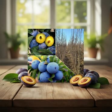 Məhsul: Gavalı tingləri (mavi-bənövşəyi meyvəli sortlar) Təsvir: -