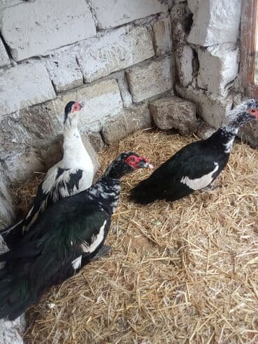 Lal ordey satlir cavandi 2maya 1erkey Təsvir: - Şəkillərdə 3 baş