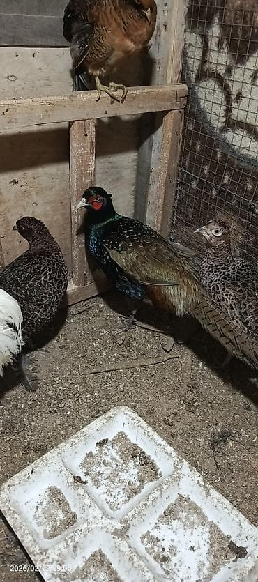 su qabi: Qırqovullar satılır real alıcılar əlaqə saxlasın dişiləri yumurtayır — 9