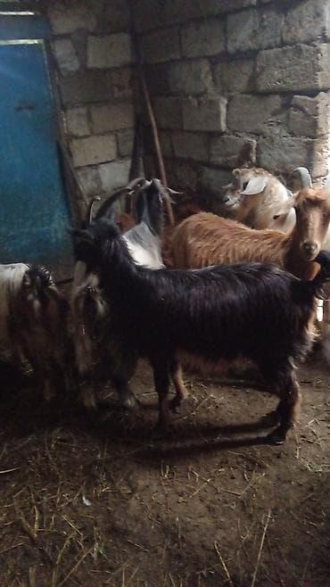 ətlik inək cinsləri: Qoyun-keçi təsərrüfatı üçün uzun tüklü yerli keçilər - Cins: uzun — 1