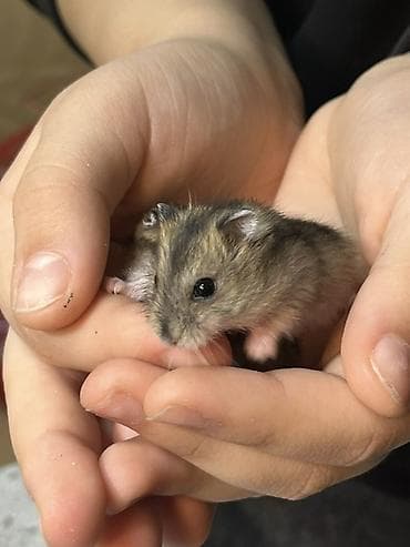 ev iti pudel: Cırtdan hamster balaları - Növ: Cırtdan (Djungarian/Sibirya tipli) — 4