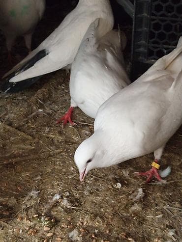 пудель в добрые руки: Məhsul: Ev göyərçinləri sürüsü Təsvir: Çox yaxşı uçan saatlıq — 3