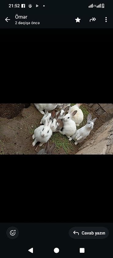 ag xoruz: Saxlanılan ev dovşanları – müxtəlif rəng və naxışlarda (ağ, boz, krem — 4