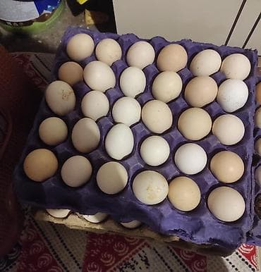 keklik yumurta: Mayalı kənd yumurtası 1kletkasi (30əd) — 1