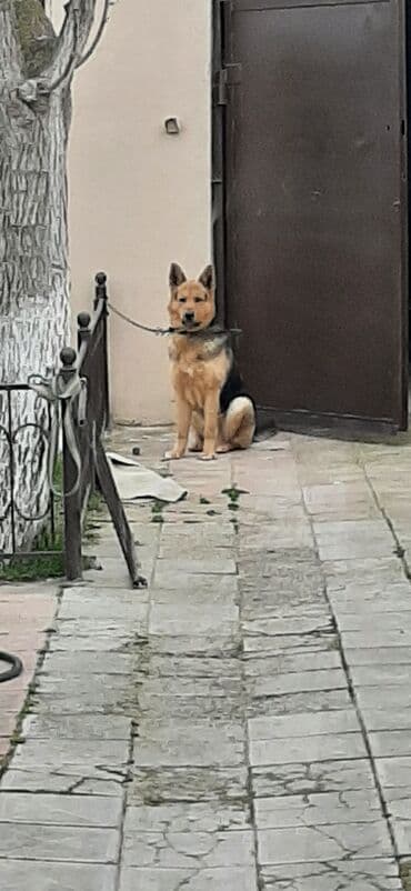 çoban oti: Немецкая овчарка — 1