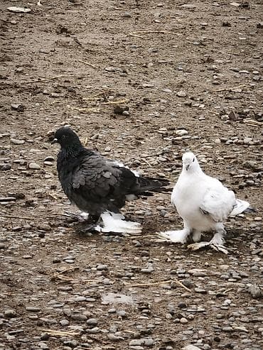 heyvan oyuncaqlari: 4 ədəd quşdu iki erkək iki maya lələkli oynaq quşlardı təzə — 6