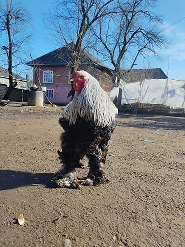 Dovşanlar: Brahma cinsi xoruz - Nadir dekorativ cins: iri gövdə, güclü skelet — 3