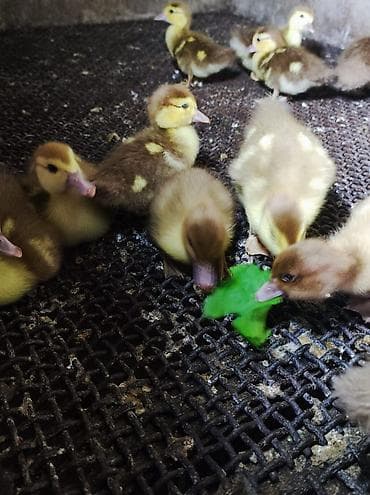 kuban qaz: Qaz cücələri, Damazlıq, Ünvandan götürmə — 3