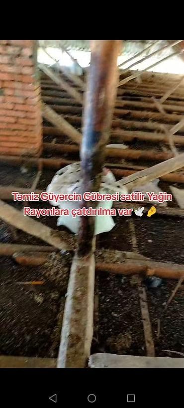 otaq bitkiləri: Məhsul: Təmiz göyərçin gübrəsi Təsvir: - Təbii, qidalı orqanik gübrə — 5