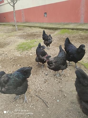 Toyuqlar: Satılır: Cins xoruz ve toyuqlar bir xoruz üç fere satılır fereler — 5