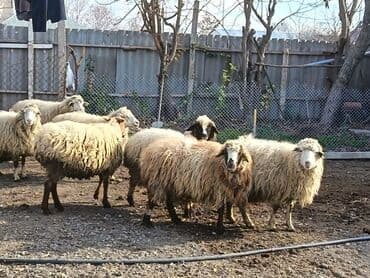 Digər heyvanlar: Boğaz 8dənə qoyun. Yetikdilər — 1