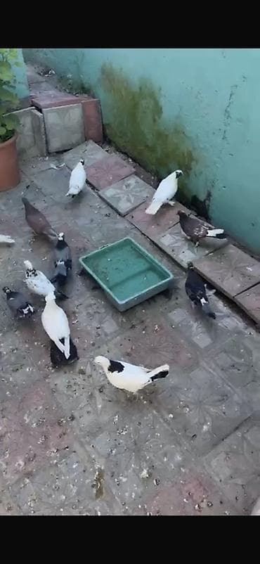 Quşlar: Ofdavoy satılır 4 manatdan Tək Tək cüt cüt hərəsin öz qiyməti var — 4
