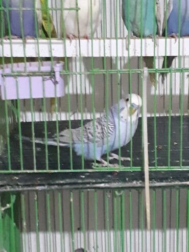 клетка для попугая купить: Yetiskin erkekdi Təsvir: - Rəng: Açıq mavi bədən, ağ baş, kürək və — 1