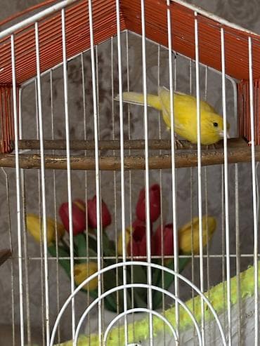 lalafo quşlar: 1 il 2 aylıq maya bülbüldür.Tam sağlamdır,cütə hazırdır — 3