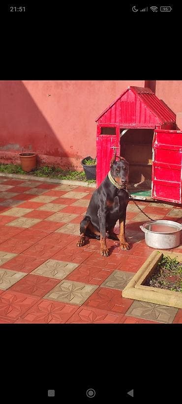 Doberman, Peyvəndli
