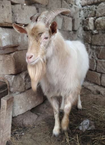 hələb keçilərin qiyməti: Məhsul: Erkək keçi Diri çəkisi 8 AZN Təsvir: - Güclü, qövsvari böyük — 1