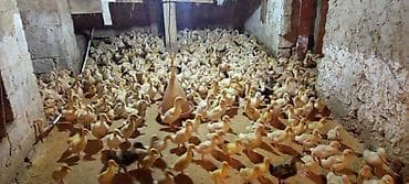 Коровы, быки: Ördəklər – müxtəlif yaş qrupları, partiya şəklində - Şəkillərdə — 5