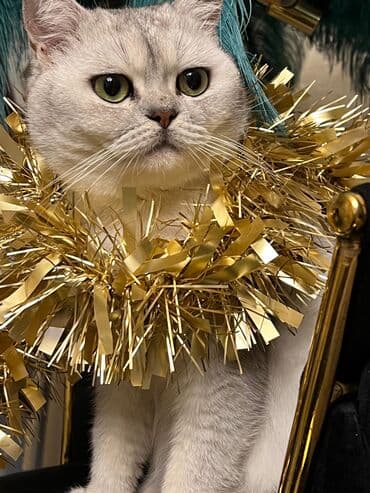 Одежда: Silver şınşıla cutlesdirilir. peyvendu qurd dermani olunub tam — 5