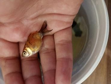 nemo baliq: Qızıl balıq, Sülhsevər — 3