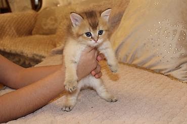 Digər heyvanlar: Qızıl şinşilla, Erkək — 9