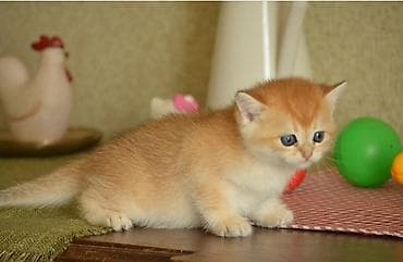 pisik yemi: Открыта бронь на британских котят окраса. Котята чистокровные, оба — 4