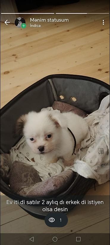 izvanok it: 2 ay, Erkek — 2