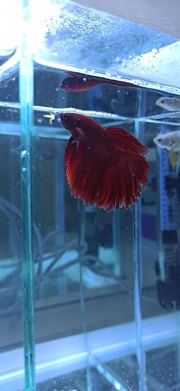 akvarium: Betta (Petuşok balığı), Ünvandan götürmə — 1