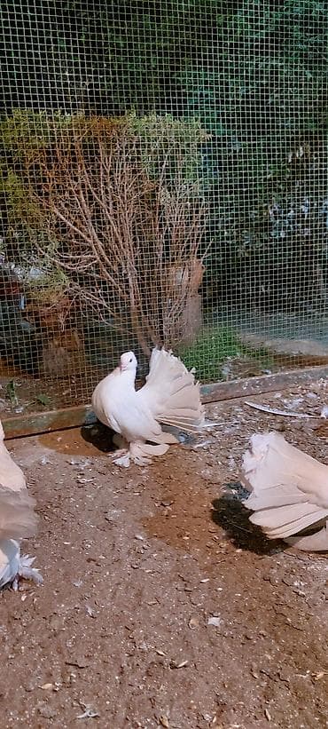 qaz balası satılır: Wekilde gorduyunuz londonlar satiir qiymet optum 1 ededine aidir tek — 4